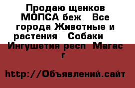 Продаю щенков МОПСА беж - Все города Животные и растения » Собаки   . Ингушетия респ.,Магас г.